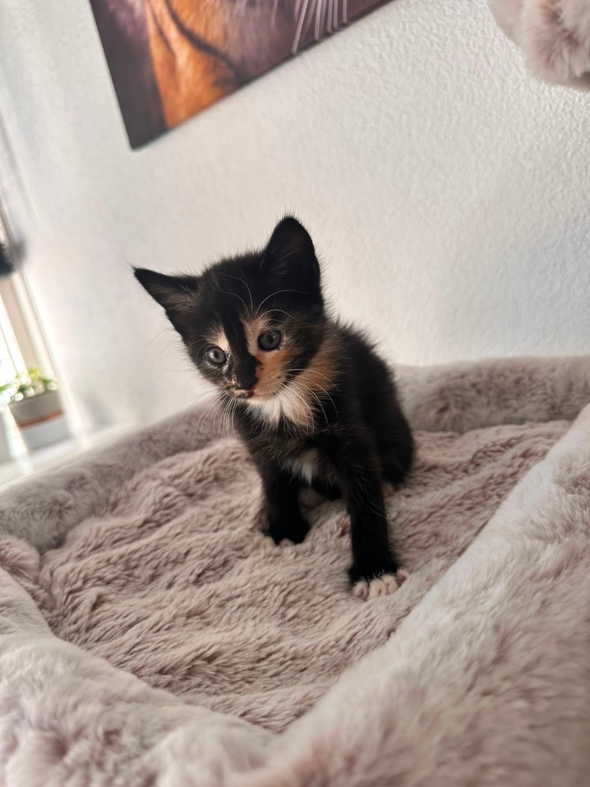 Leuke Kitten (poesje) - beschikbaar vanaf september, Dieren en Toebehoren, Katten en Kittens | Overige Katten, Poes, Kortharig