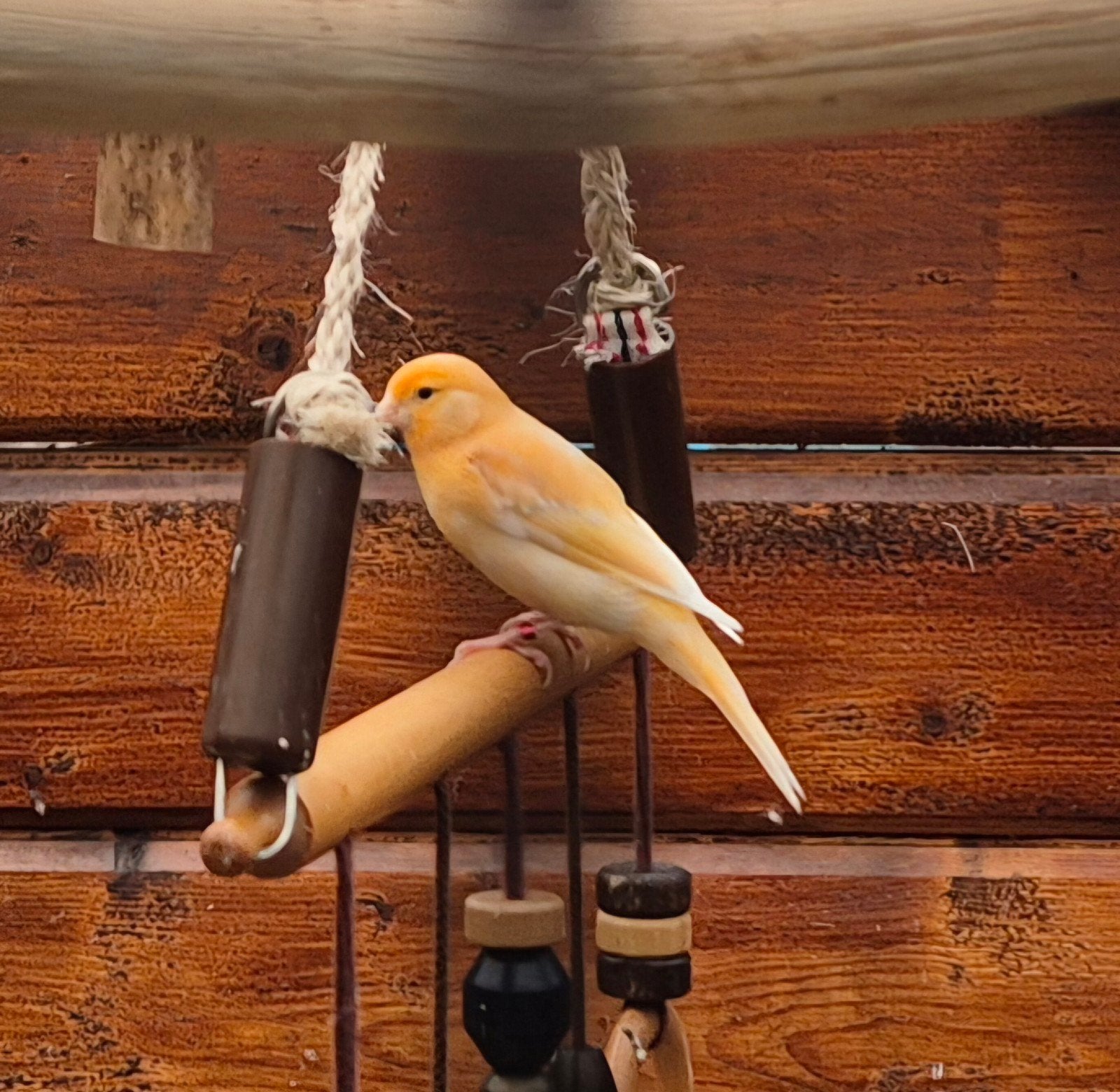 Jong kanarie mannetje, Dieren en Toebehoren, Vogels | Kanaries, Kleurkanarie, Mannelijk