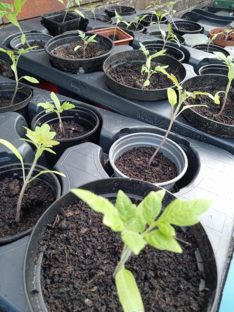 pomodoro tomaat, Tuin en Terras, Ophalen, Eenjarig, Groenteplanten, Volle zon