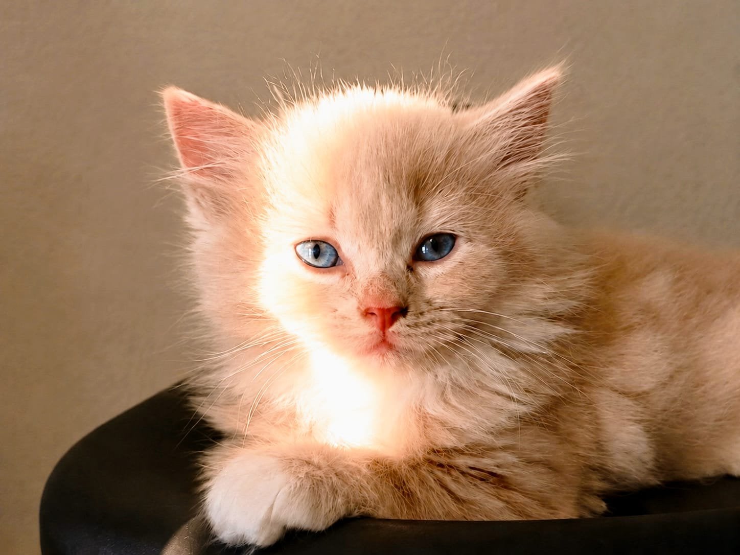Kittens pers x ragdoll, Meerdere dieren, Ontwormd, 0 tot 2 jaar