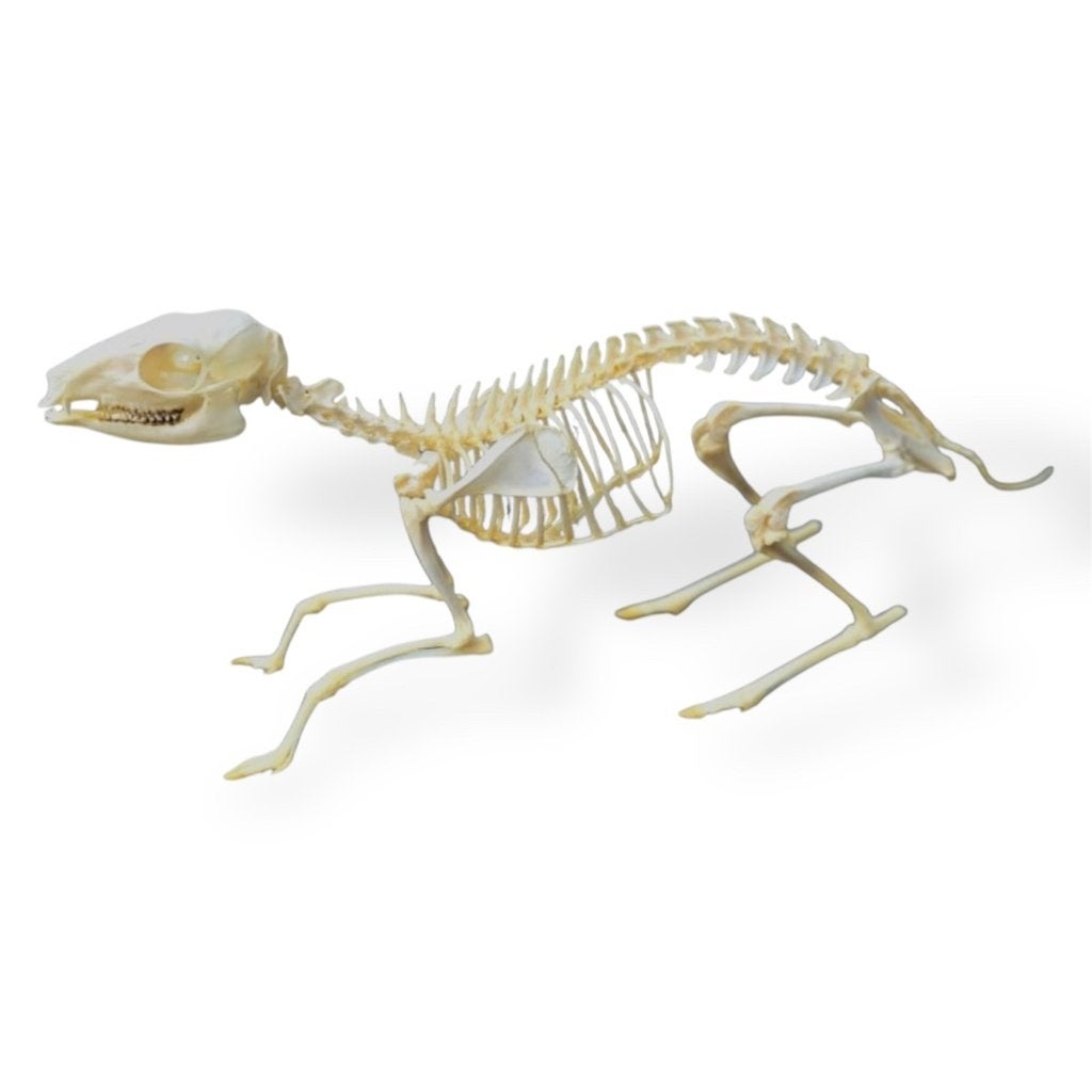 Muishert Kantjil skelet *RARE*, Verzamelen, Dierenverzamelingen, Ophalen of Verzenden, Nieuw, Overige soorten, Overige typen