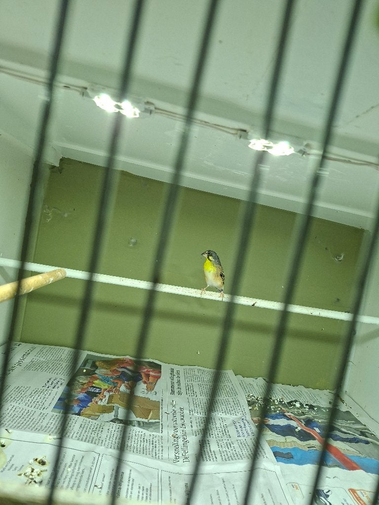 Citroenborstedelzangers, Meerdere dieren, Tropenvogel, Geringd