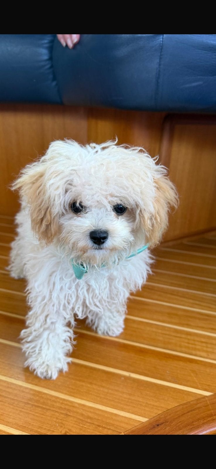 Maltipoo, 8 weken, teefje, max. gewicht wordt ca. 2.5 kg, Particulier, Overige rassen, 8 tot 15 weken, Buitenland