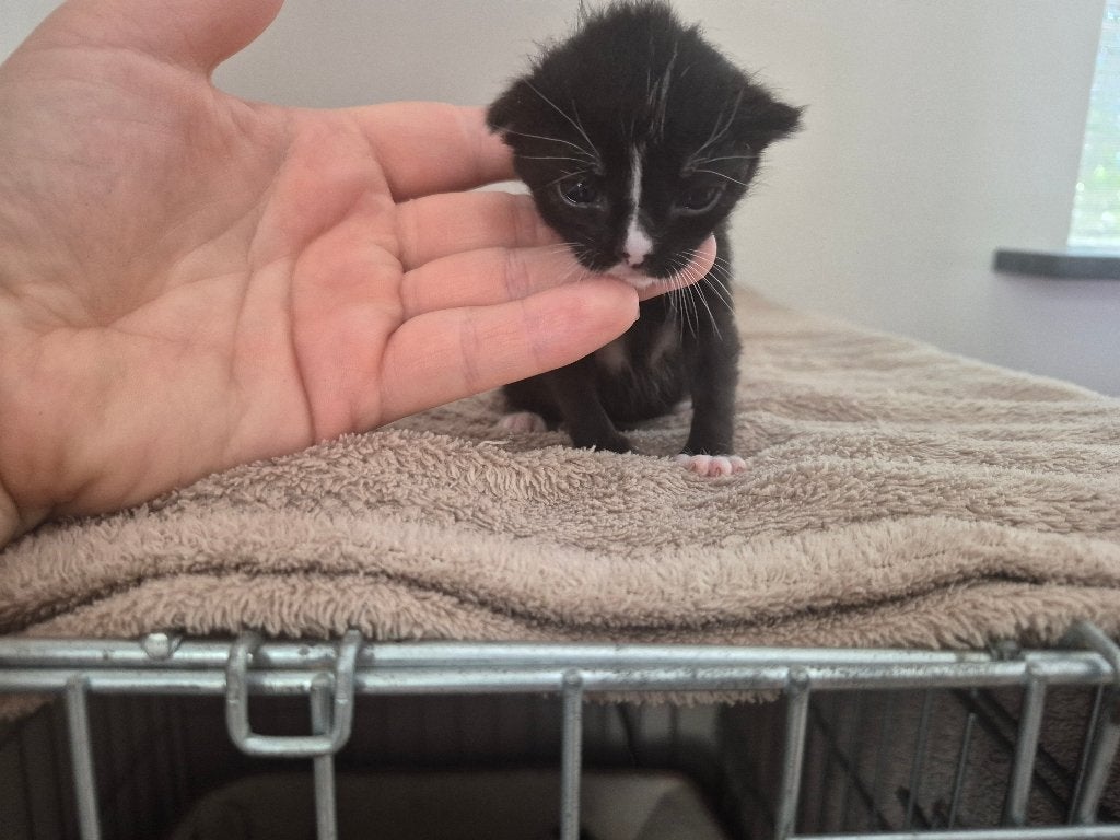 Kittens, Meerdere dieren, Kortharig, 0 tot 2 jaar