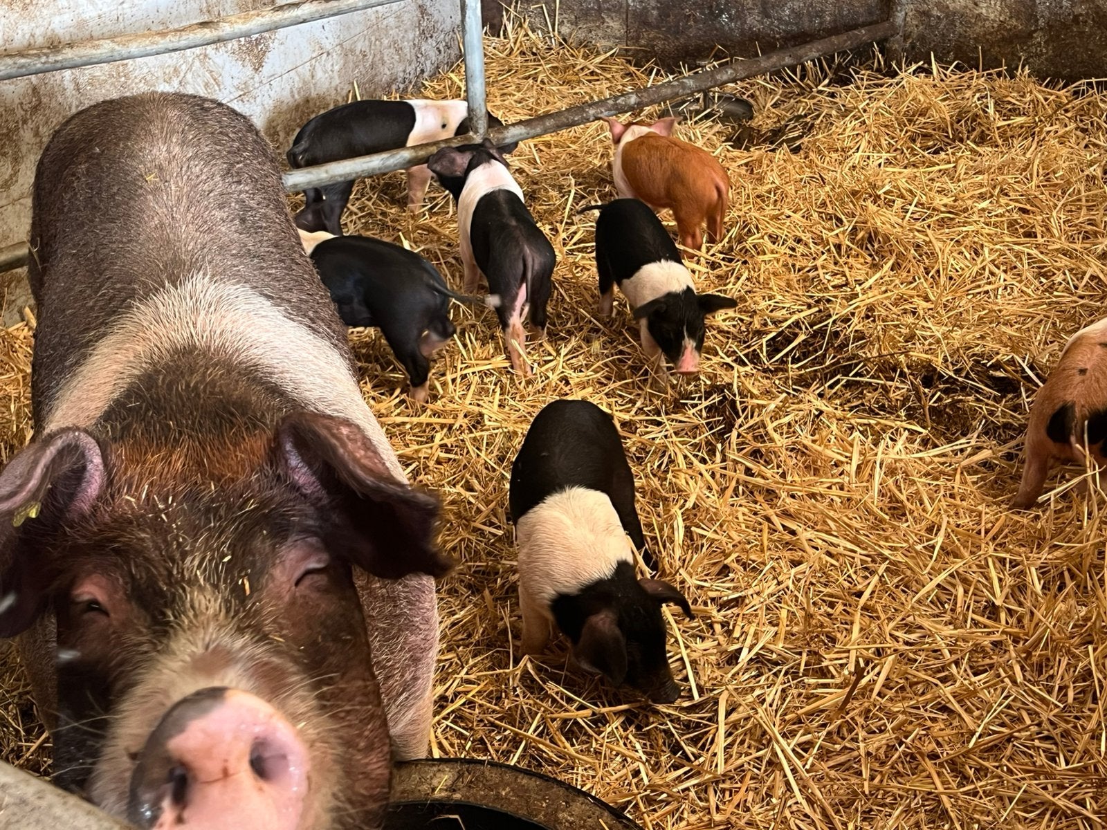 Husumer biggen te koop.In de kleuren bruin en zwart., Meerdere dieren, Varken, 0 tot 2 jaar