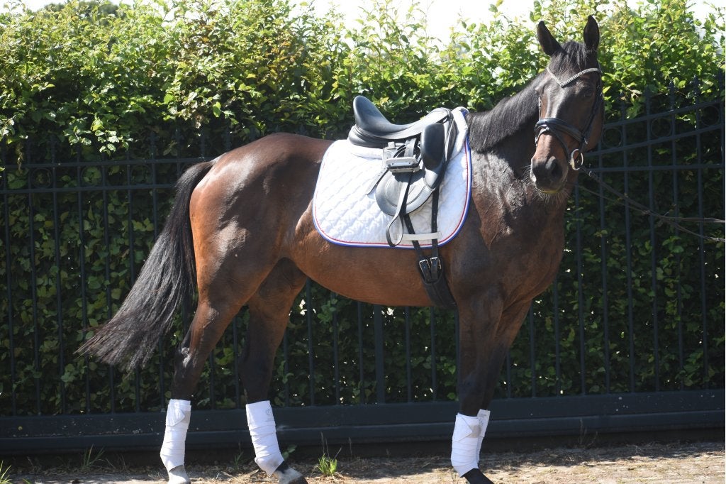 Bloedmooie, zeer brave, 10 jarige veelzijdige merrie, Dieren en Toebehoren, Merrie, 7 tot 10 jaar, 160 tot 165 cm, Recreatiepaard