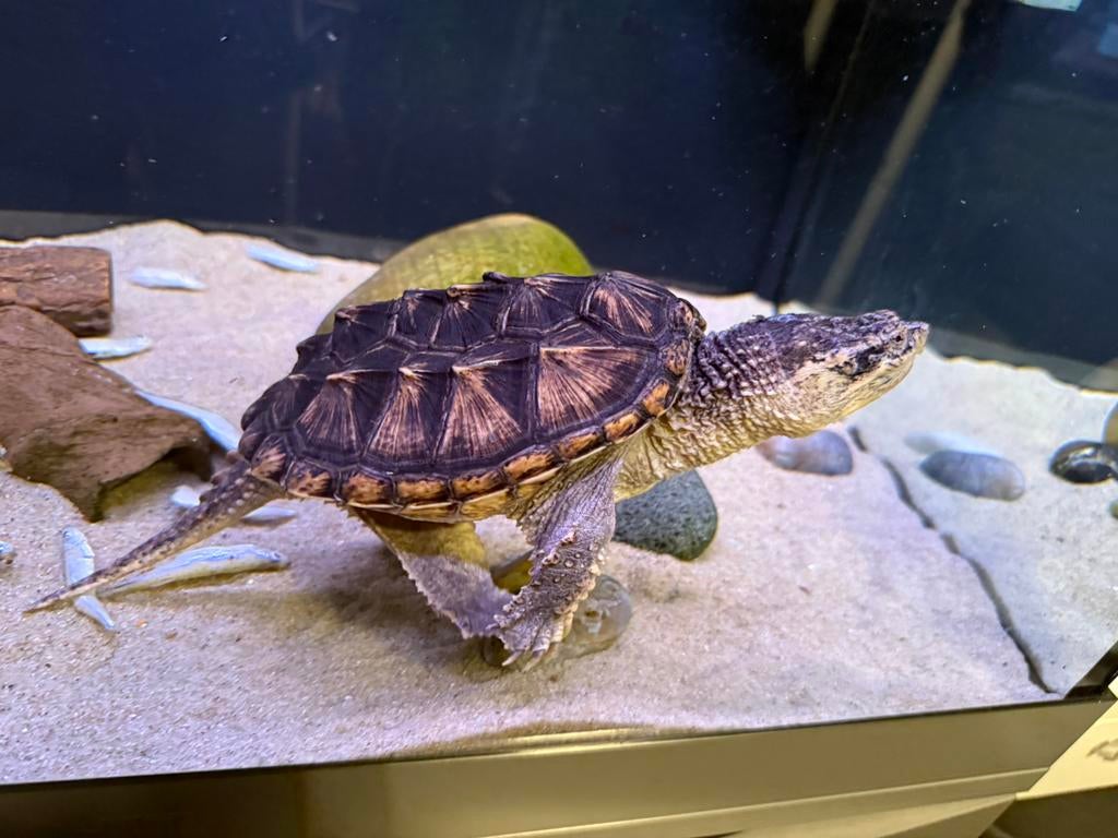 Hybrid snapping turtle bijtschildpad 25cm Turtle - unknown for sale from predatorfish