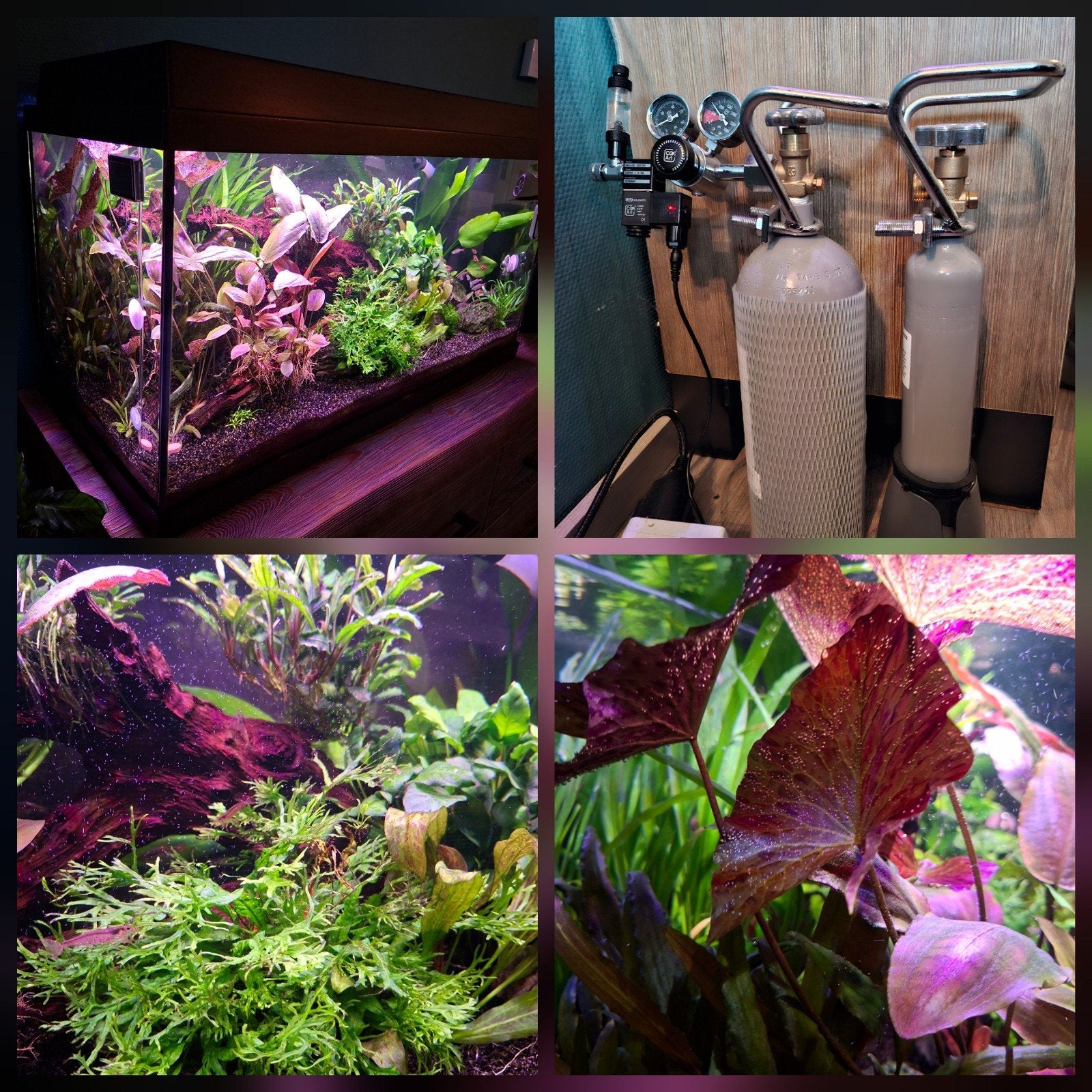 Compleet Aquarium met Co2 en benodigdheden., Ophalen, Inclusief controller, Gevuld zoetwateraquarium