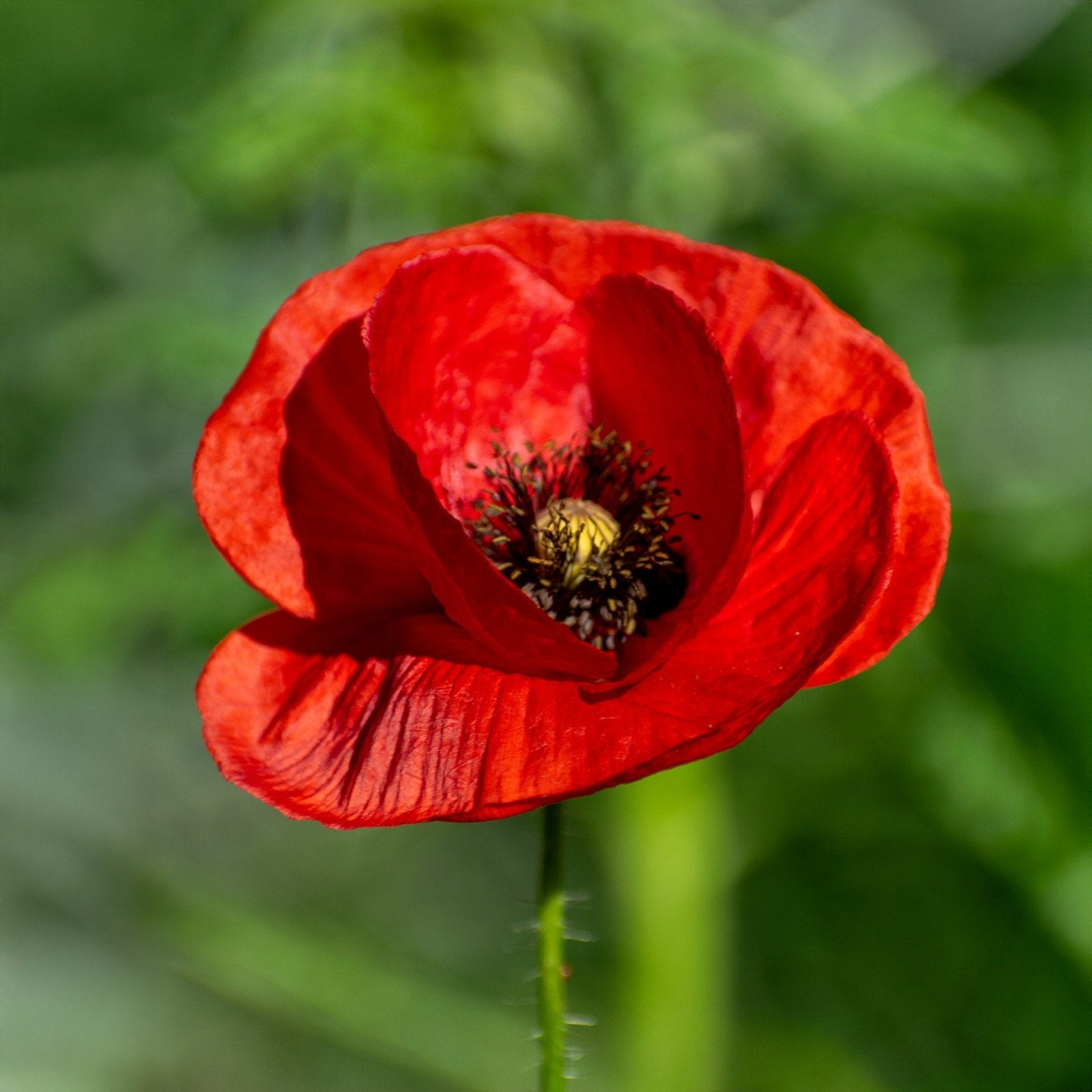 Klaproos Papaver Rhoeas zaden bio, Ophalen of Verzenden, Volle zon