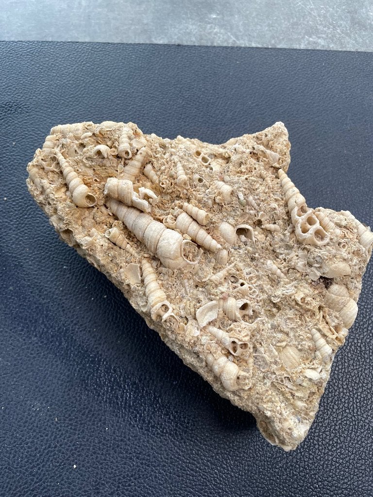 Fossielen: mortaliteitsplaat Turritella (Duitsland 20x15 cm), Ophalen of Verzenden, Fossiel