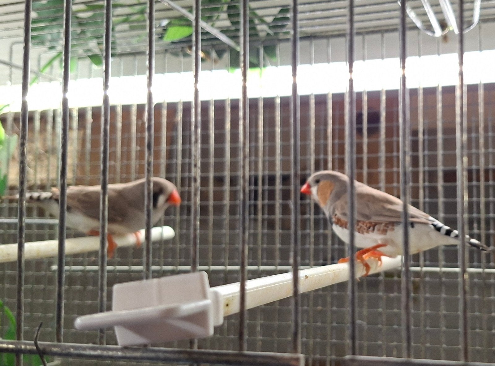 4 koppels zebravinken, Dieren en Toebehoren, Vogels | Overige Vogels, Meerdere dieren