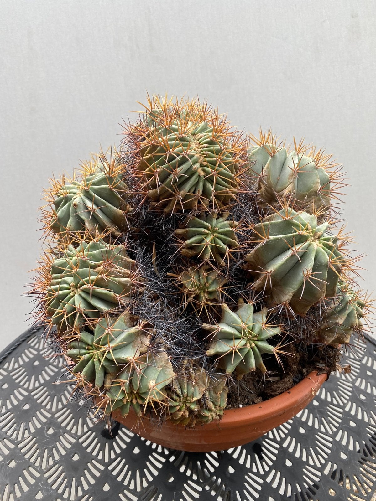 Ferocactus glaucescens nudum cristaat / cristata, Huis en Inrichting, Kamerplanten, Ophalen of Verzenden