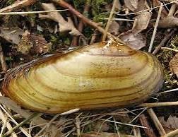 Gevraagd: zwanenmossels of schildersmossels, Amfibie, 0 tot 2 jaar