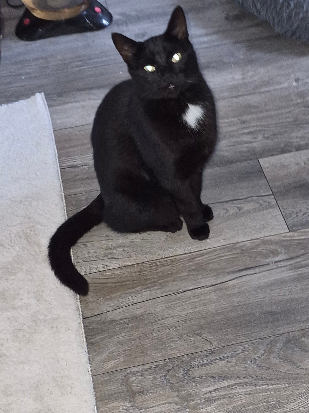 kater gecastereerd (m2454403838) — Katten en Kittens | Raskatten ...