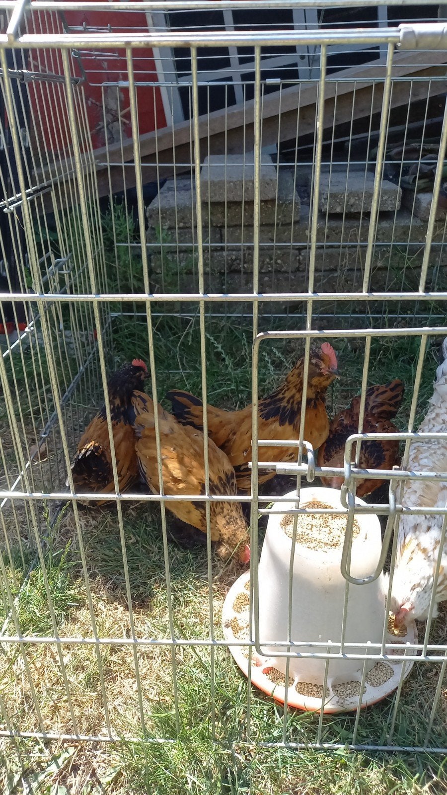 2 Ukkelse baardkriel haantjes, Dieren en Toebehoren, Pluimvee, Mannelijk, Kip