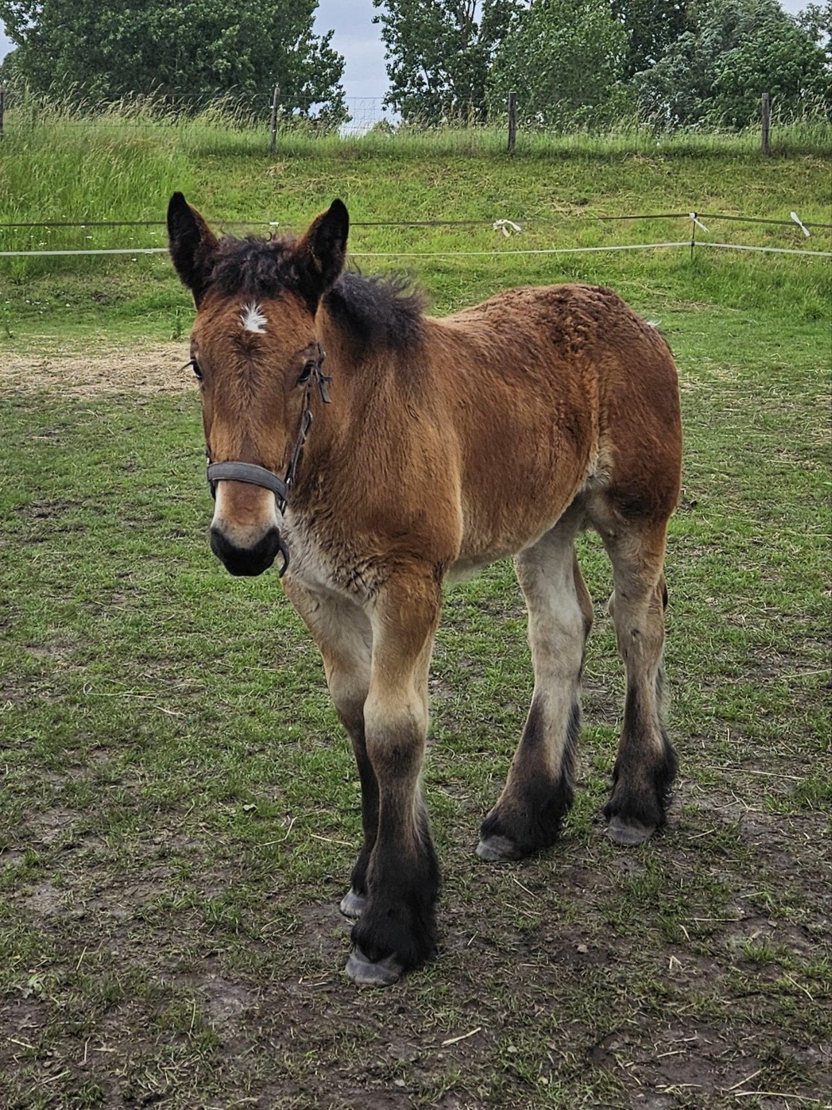 Te koop bruin trekpaard merrieveulen, Dieren en Toebehoren, Merrie, Minder dan 160 cm, Gechipt, 0 tot 2 jaar