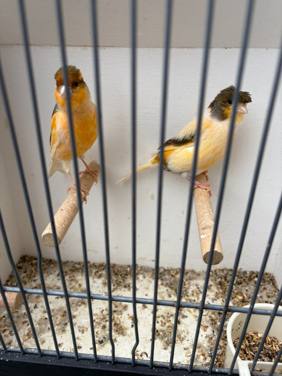 Koppels  harlekijn kanaries, Dieren en Toebehoren, Vogels | Kanaries, Meerdere dieren, Kleurkanarie