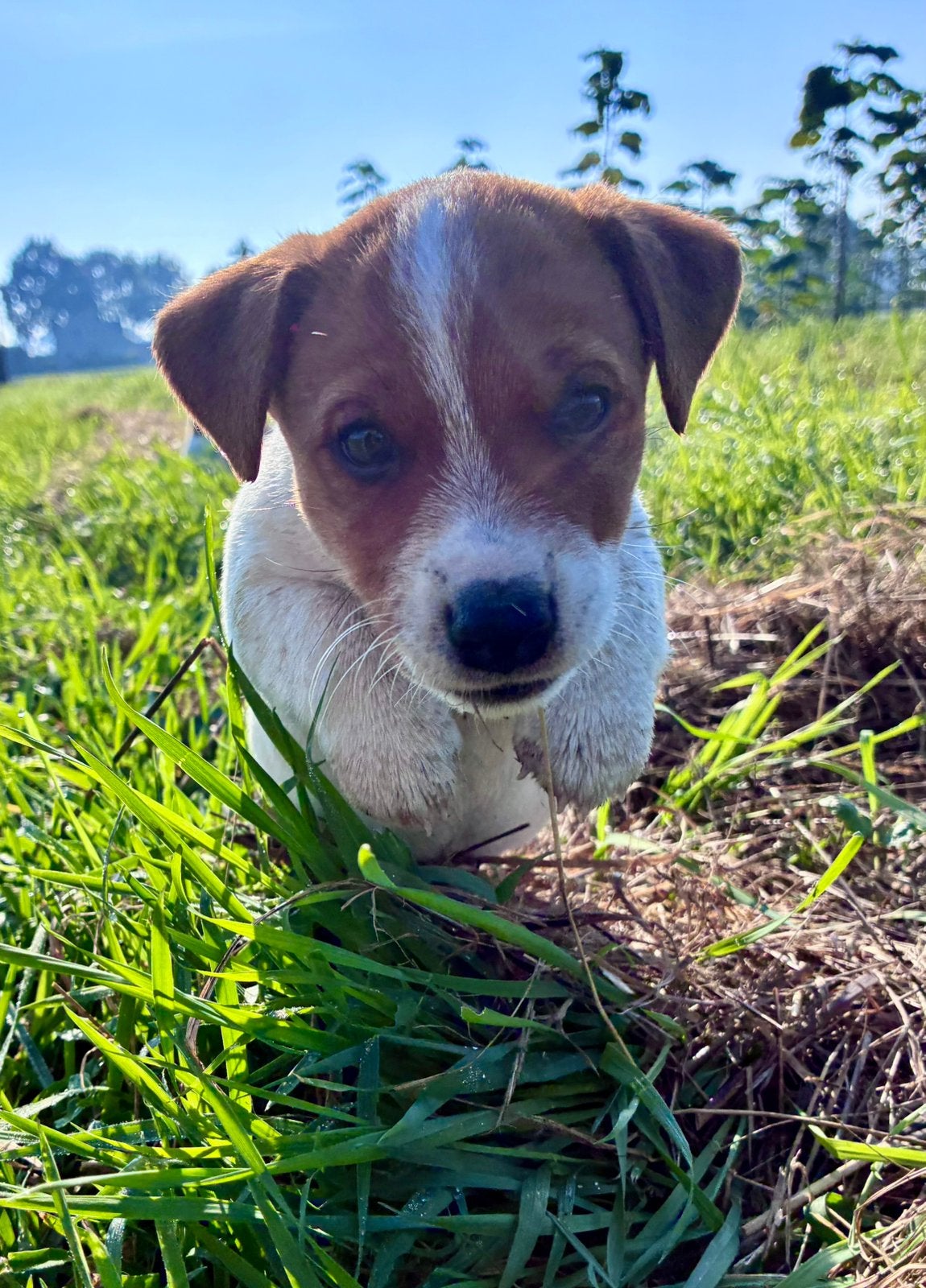 Jack Russel puppy reu, Dieren en Toebehoren, Jack Russell Terriër, 8 tot 15 weken, Meerdere, Meerdere dieren