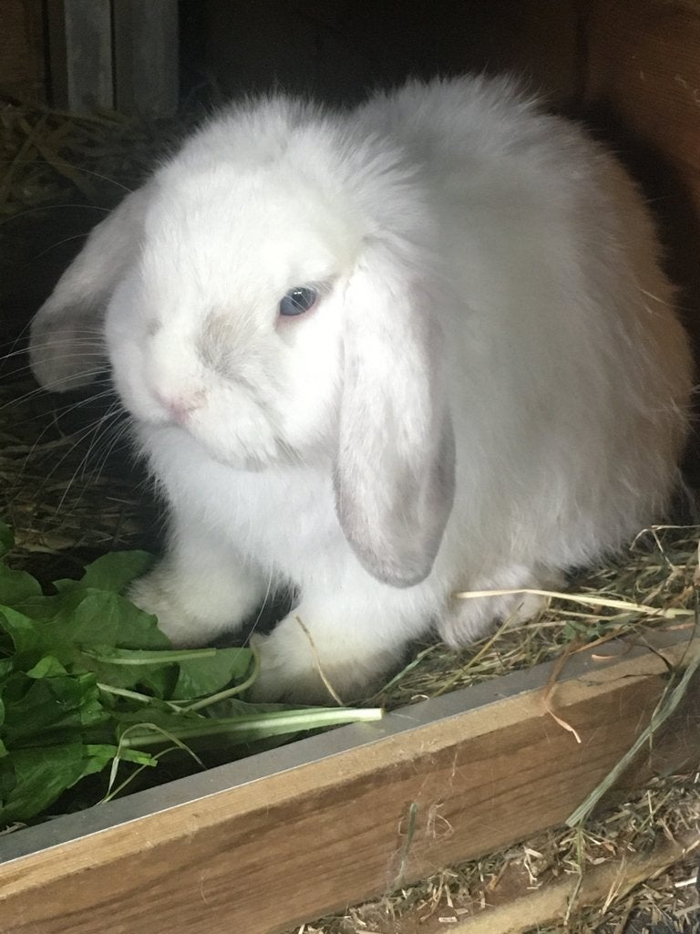 NHD, Dieren en Toebehoren, Mannelijk, Dwerg, Hangoor, 0 tot 2 jaar