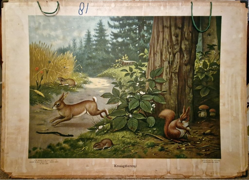 Knaagdieren / M.A. Koekkoek, Ophalen, Geschiedenis