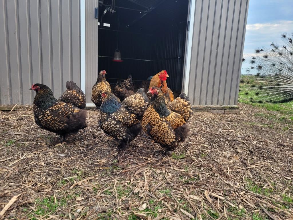 Broedeieren brahma zwart/goud gezoomd, Dieren en Toebehoren, Pluimvee, Geslacht onbekend, Kip