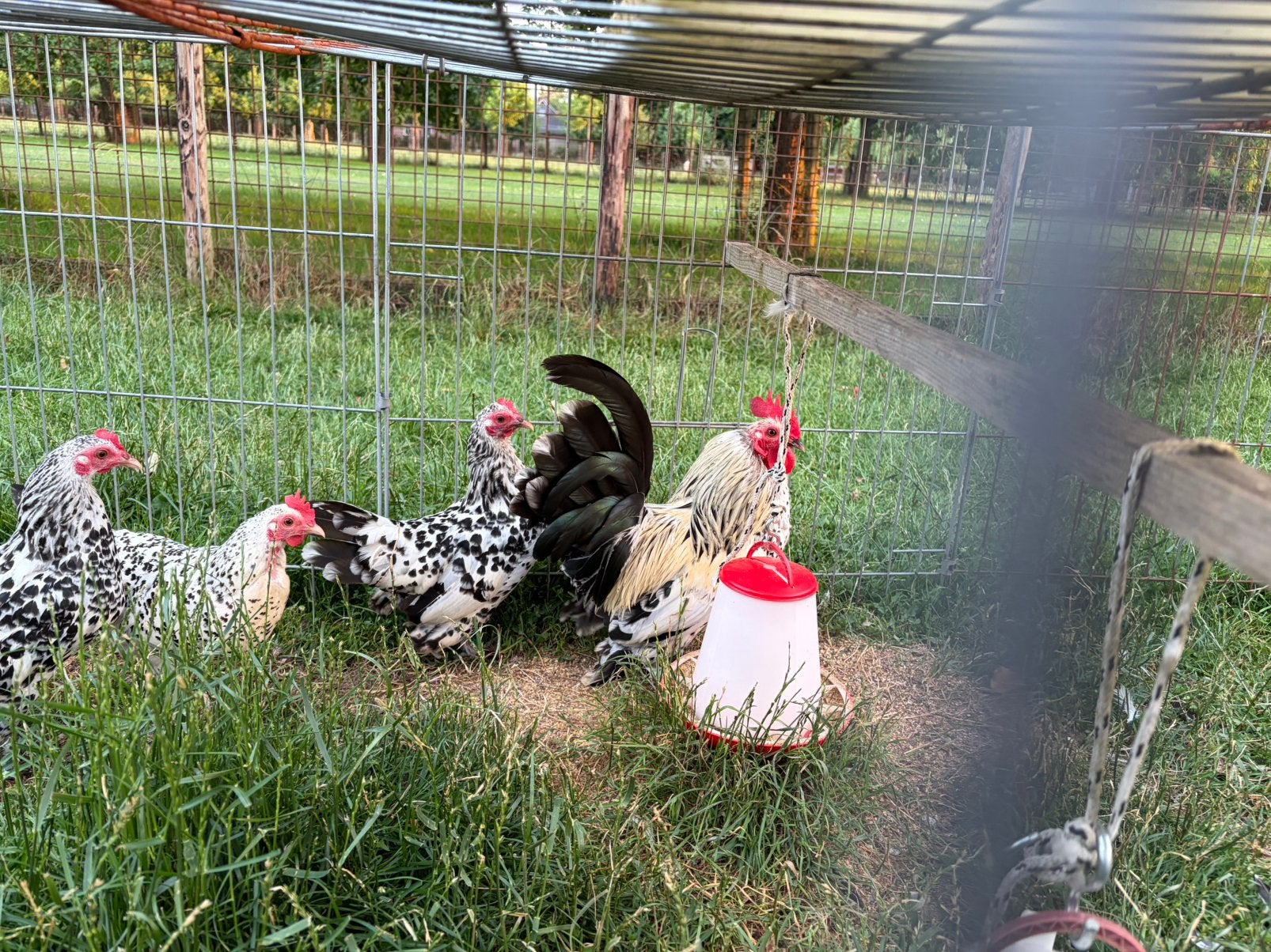 Trio sabelpootkrielen - zilver porselein, Meerdere dieren, Kip