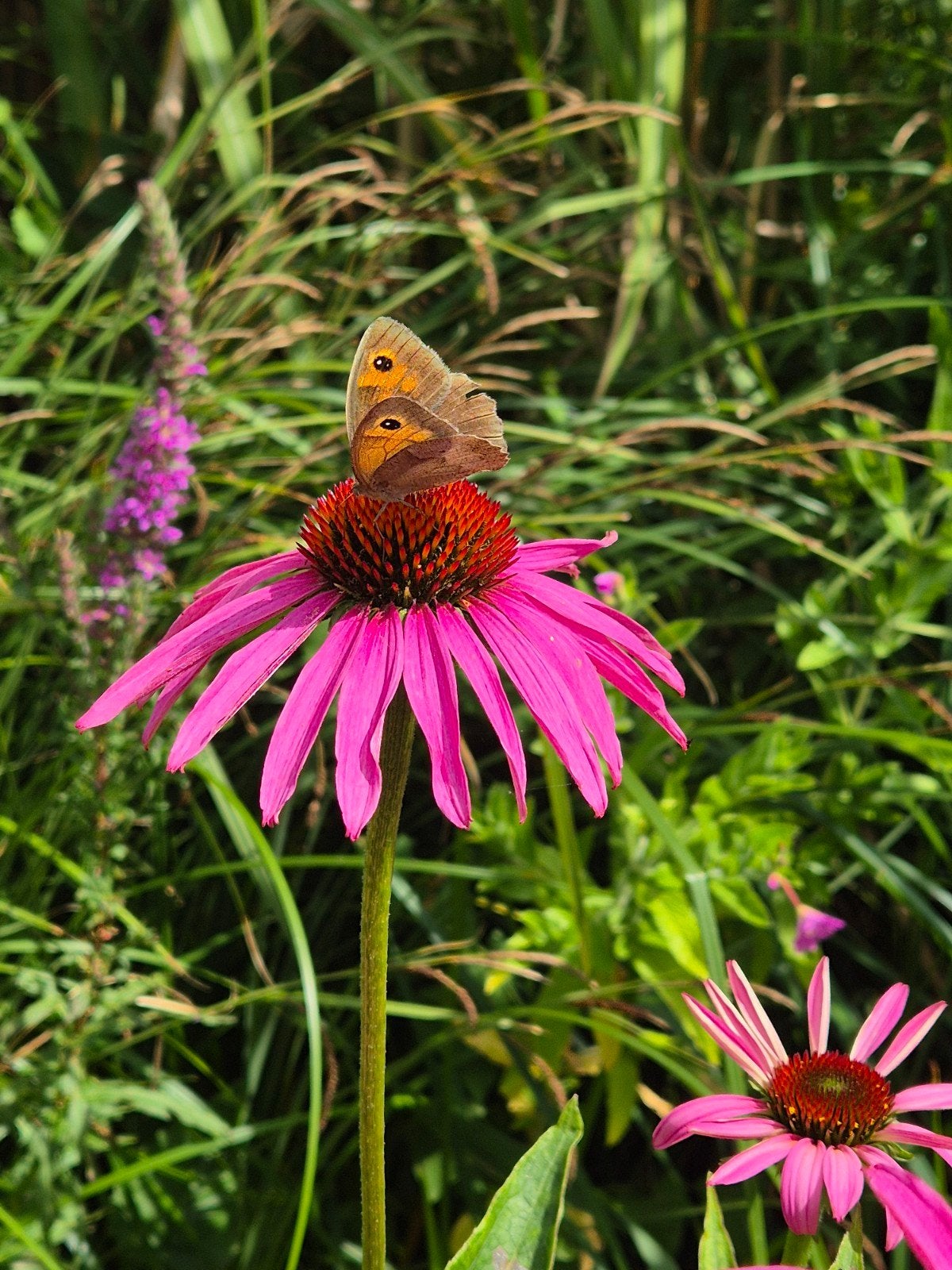 Roze Zonnehoed Zaden - Echinacea Purpurea - 50 Zaden, Ophalen of Verzenden, Volle zon