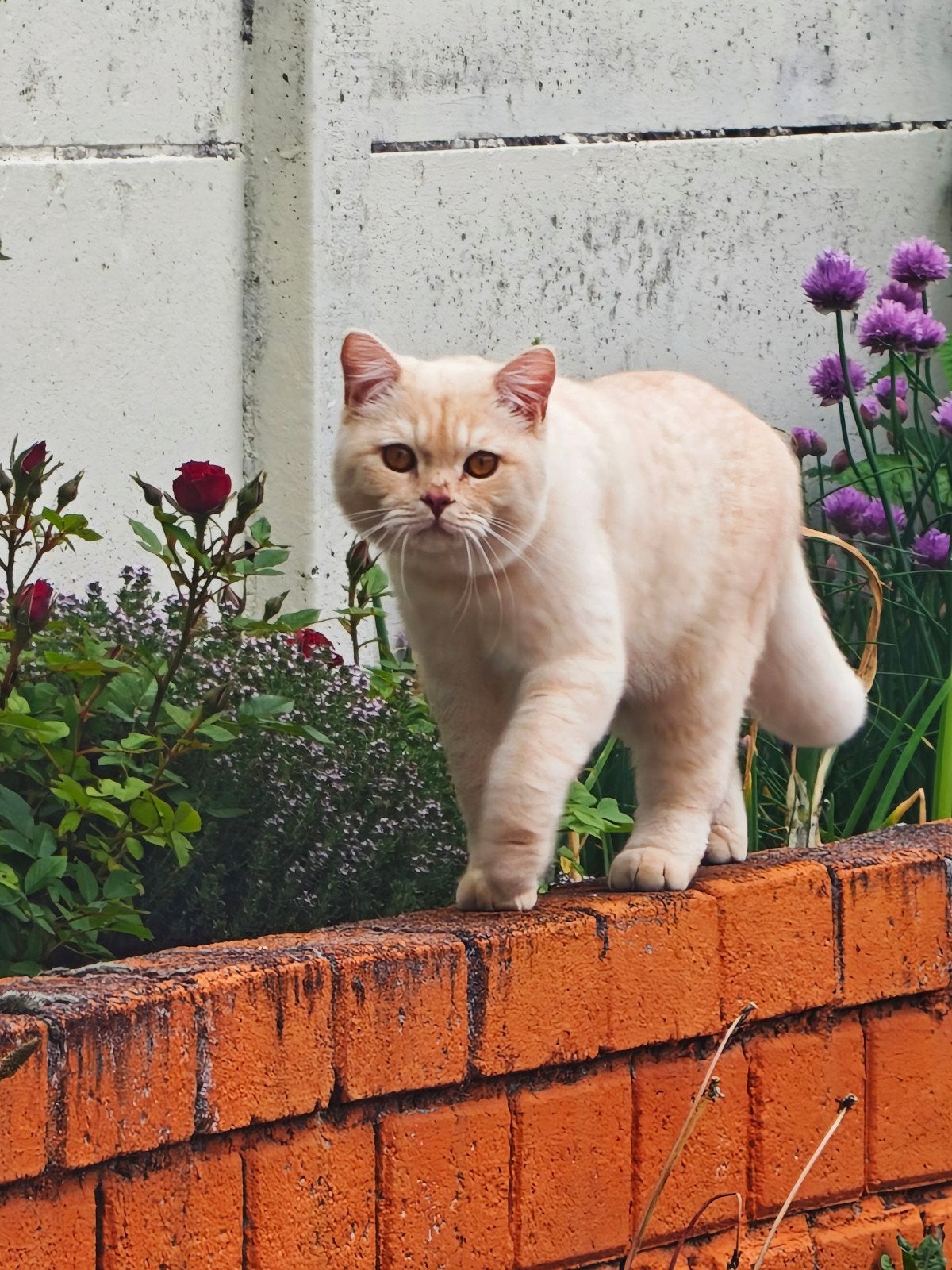 .Dekkater aangeboden – Caramel, 0 tot 2 jaar