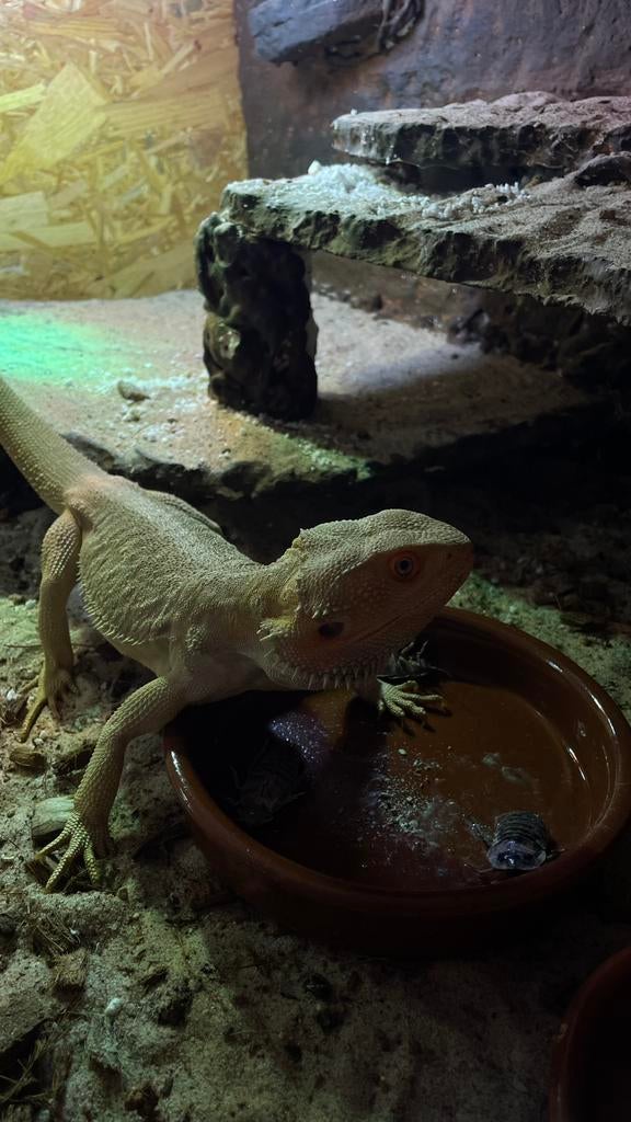 Baardagaam + terrarium Bearded Dragon - unknown for sale from Jordan