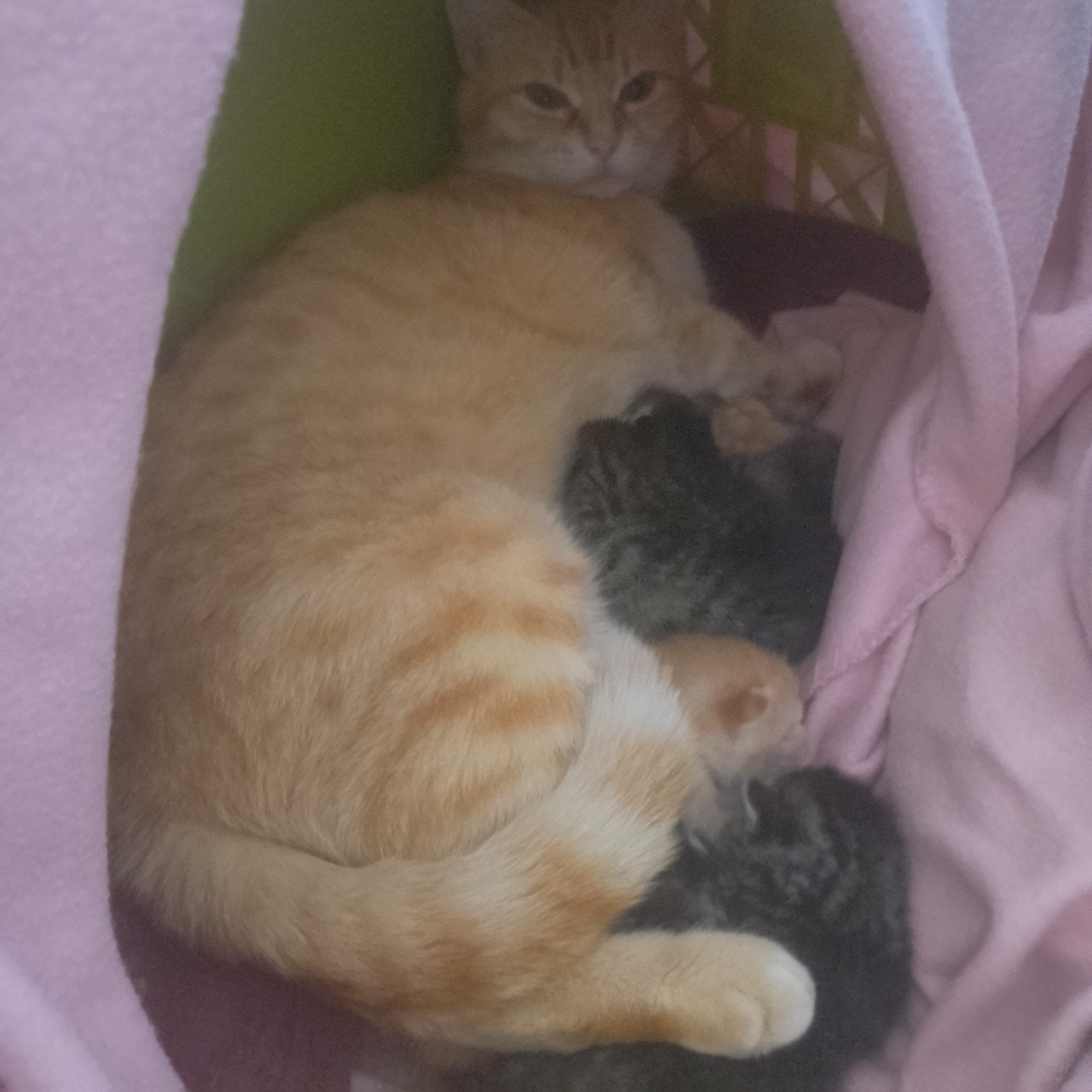 Lieve ondeugende kittens, Meerdere dieren, Kortharig, 0 tot 2 jaar