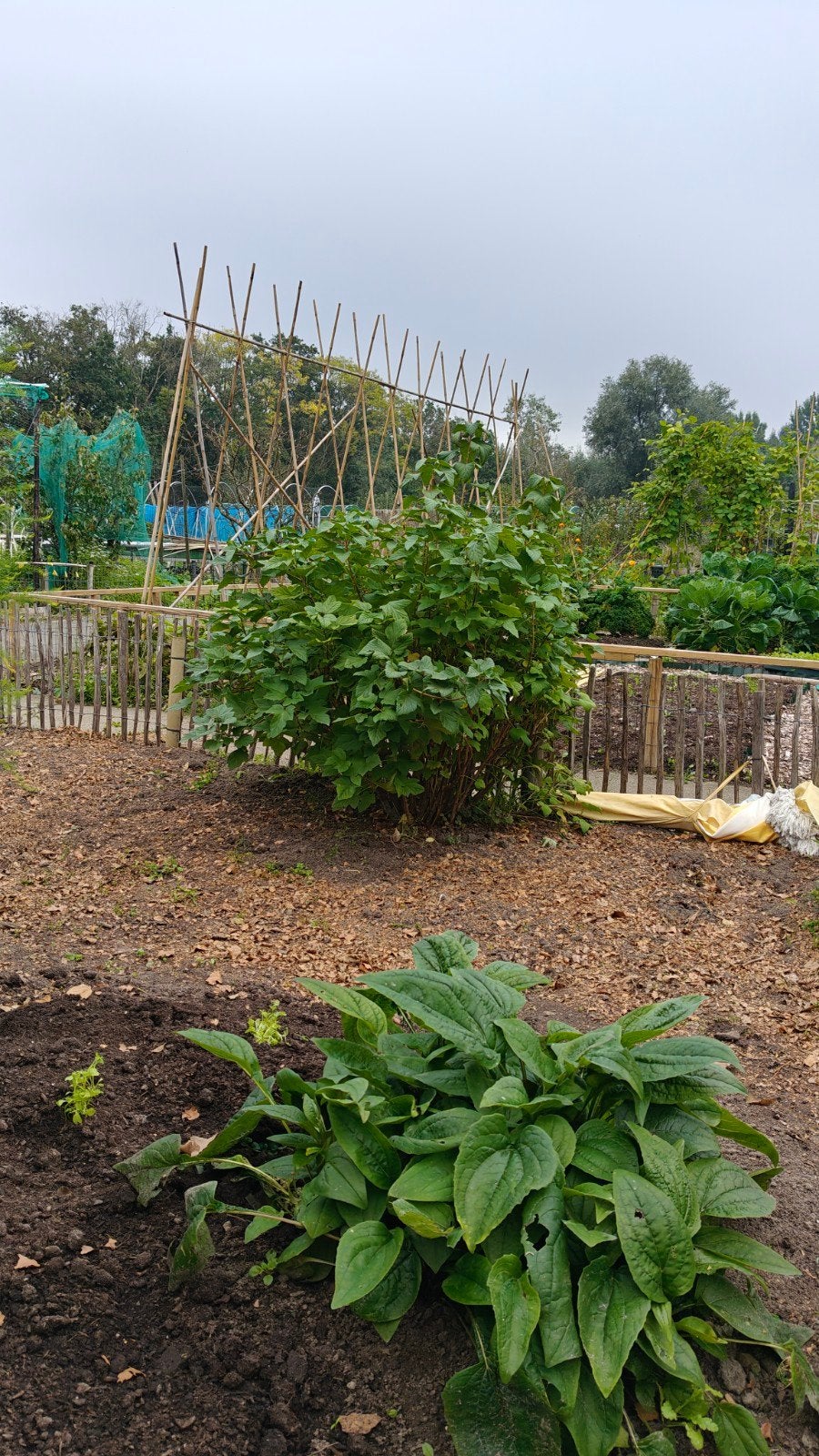 Jostabes struik - Gezonde en productieve bessenstruik, Ophalen, Appelboom, Lente