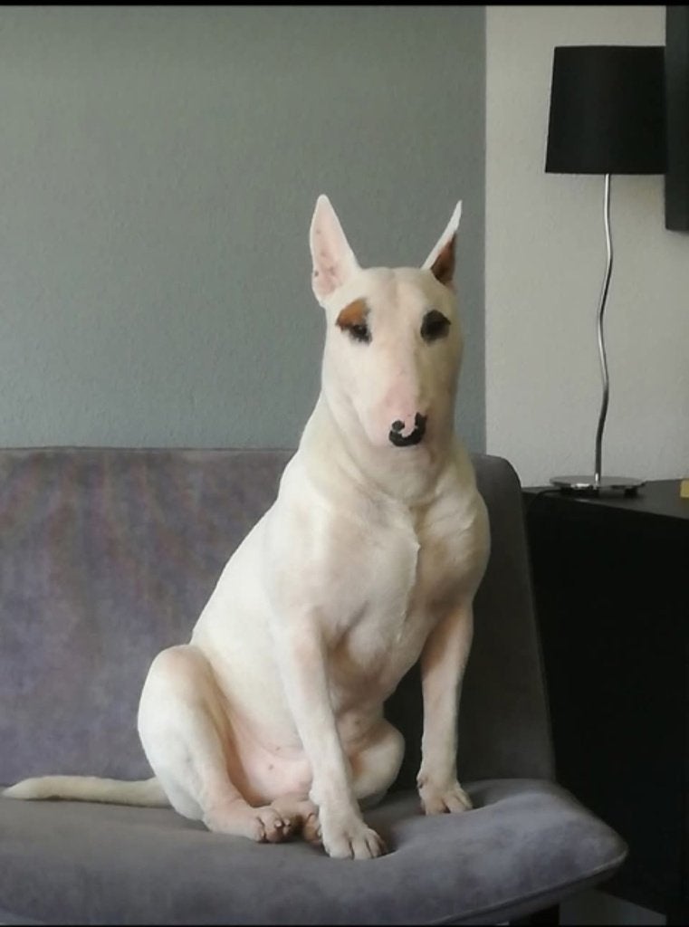 Bullterier  gezocht, Dieren en Toebehoren, Honden | Jack Russells en Terriërs, Reu, 1 tot 2 jaar, Eén hond, Nederland