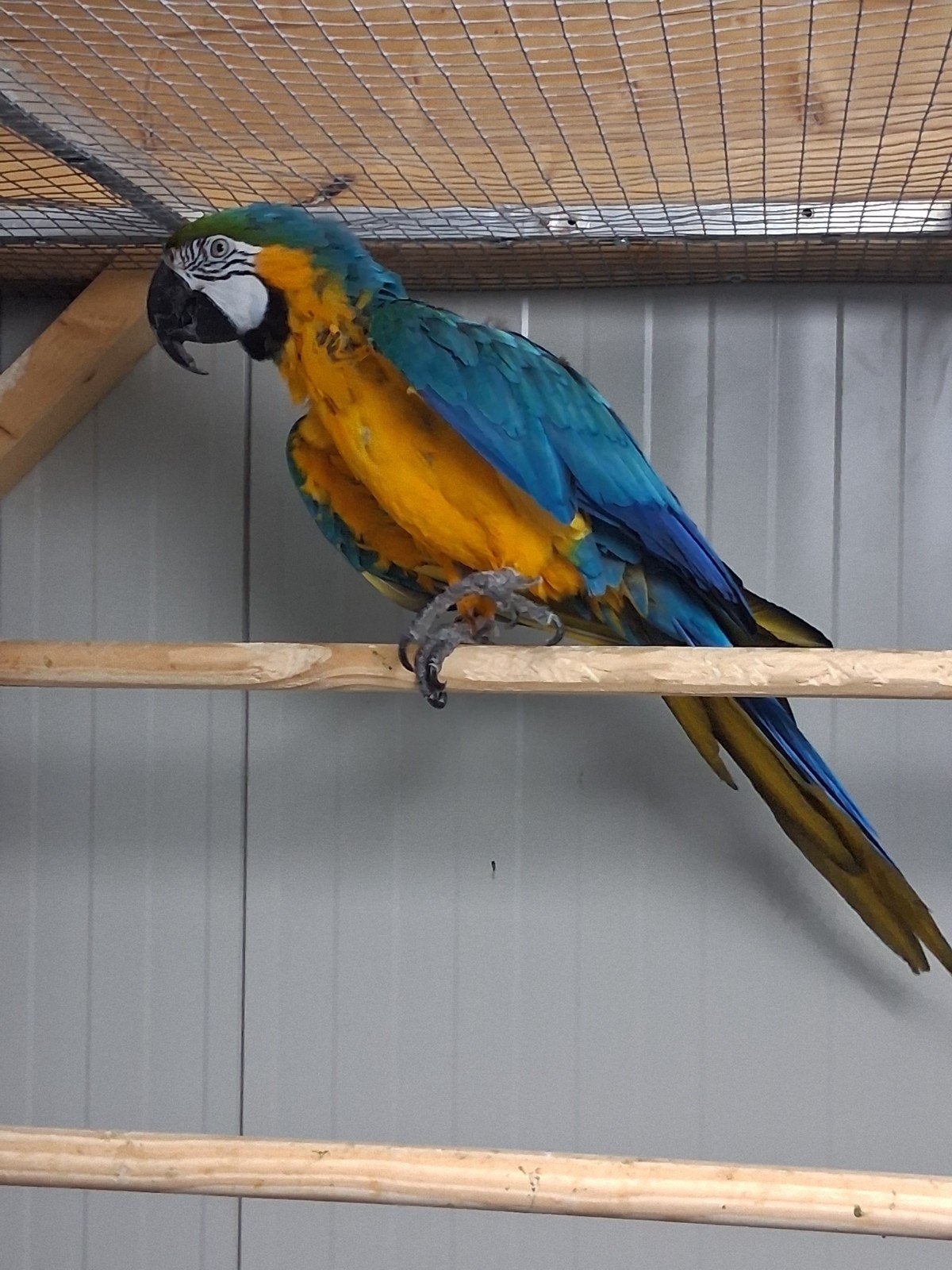 vele soorten vogels kanaries parkieten tropen woensdag avon, Meerdere dieren, Parkiet