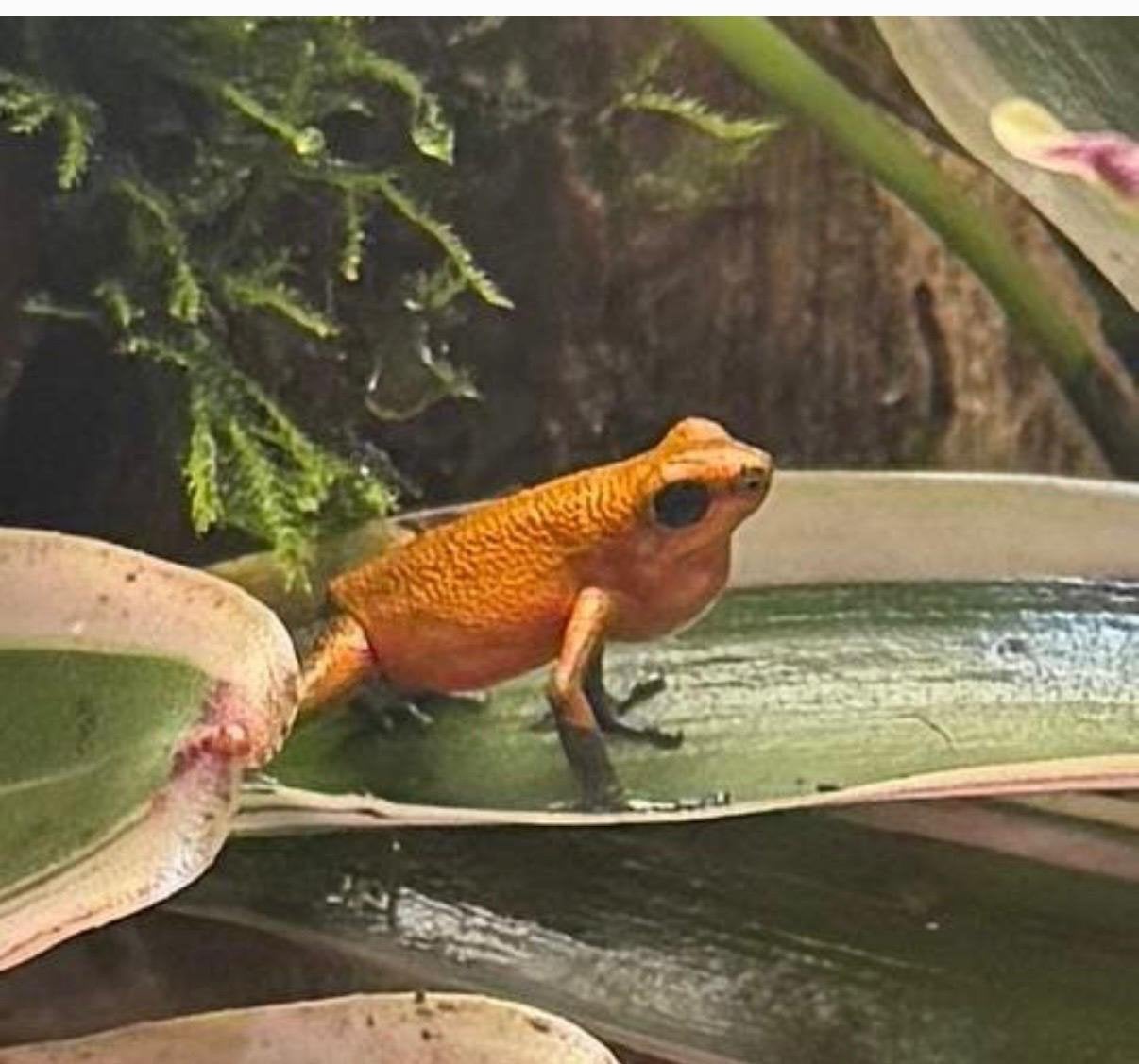 Meerdere Gifkikkers Frog photo 2