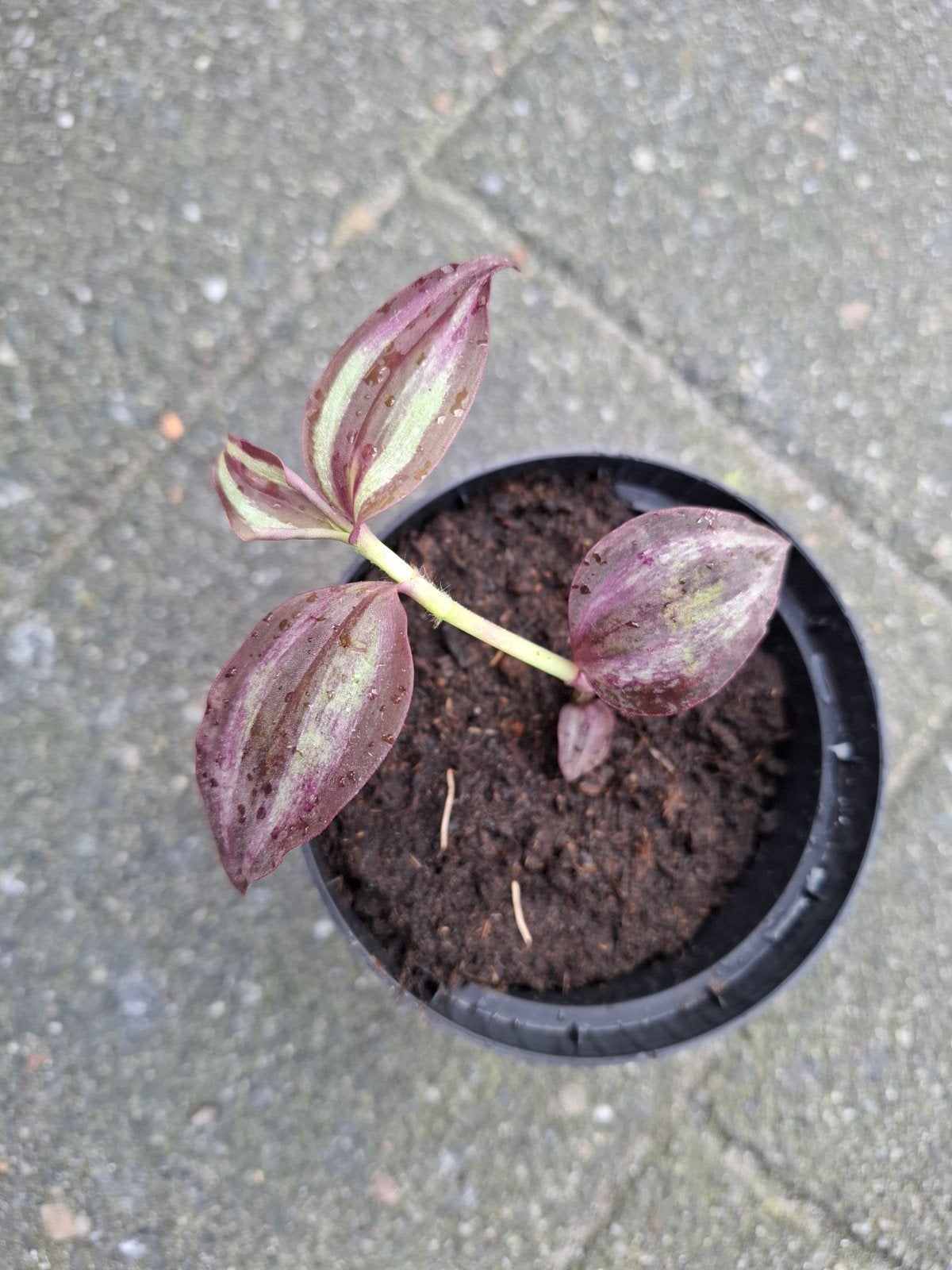 Tradescantia Zebrina stekje, Huis en Inrichting, Ophalen, Halfschaduw, Minder dan 100 cm