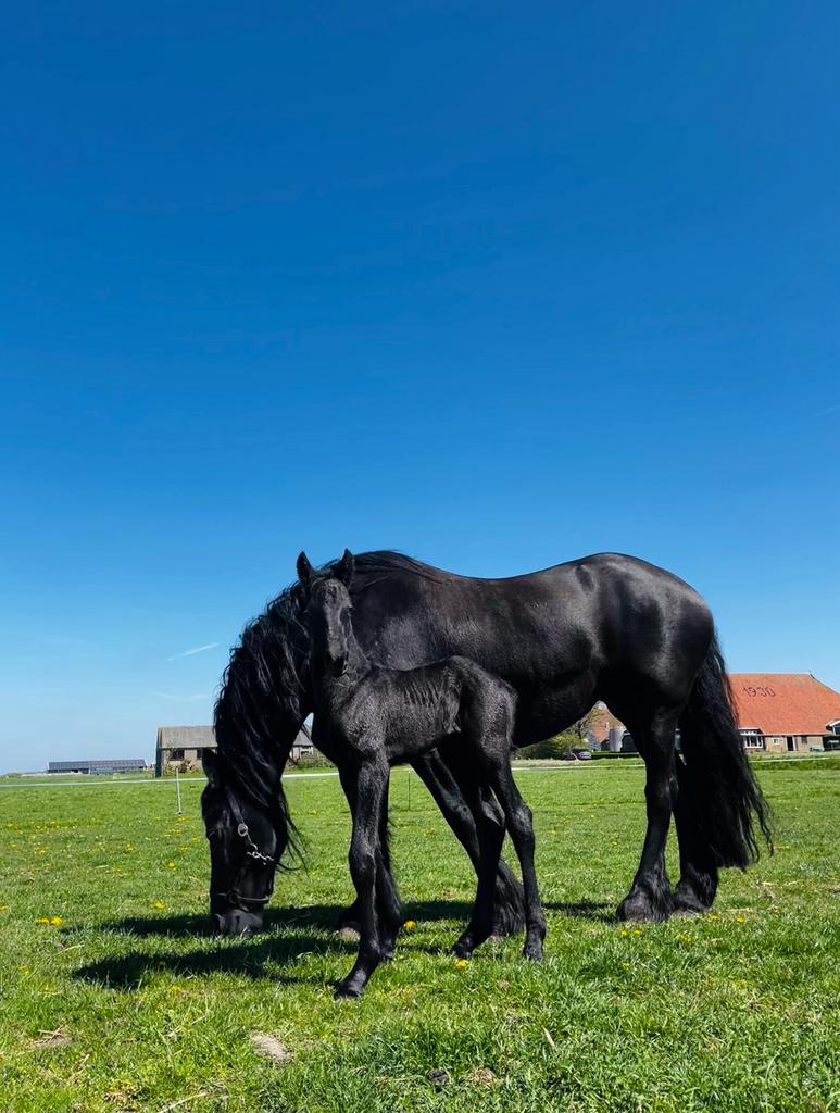 Friese stermerrie met merrieveulen!, Merrie, 165 tot 170 cm, Recreatiepaard, 11 jaar of ouder