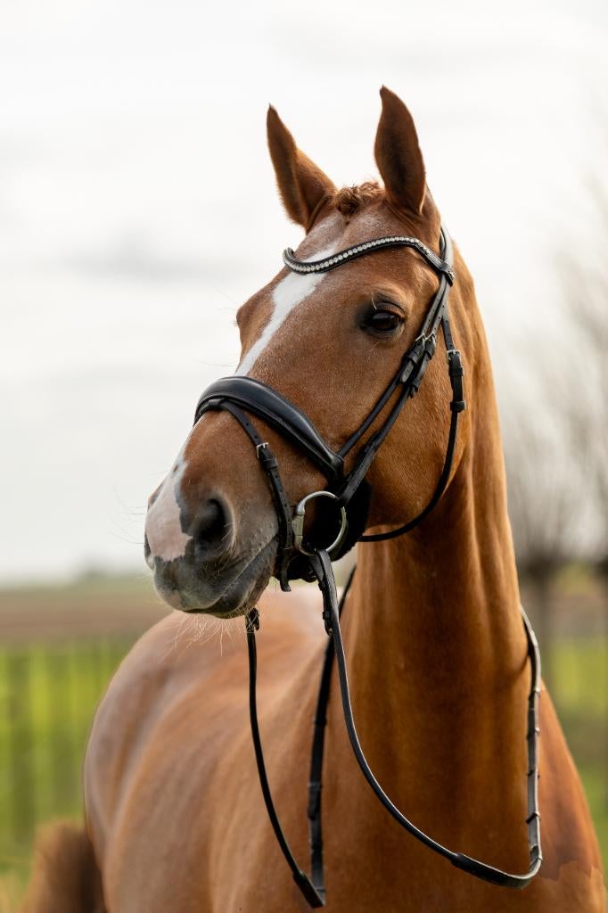 Lieve tallentvolle allround ruin (2009), Ruin, Dressuurpaard, 170 tot 175 cm, 11 jaar of ouder