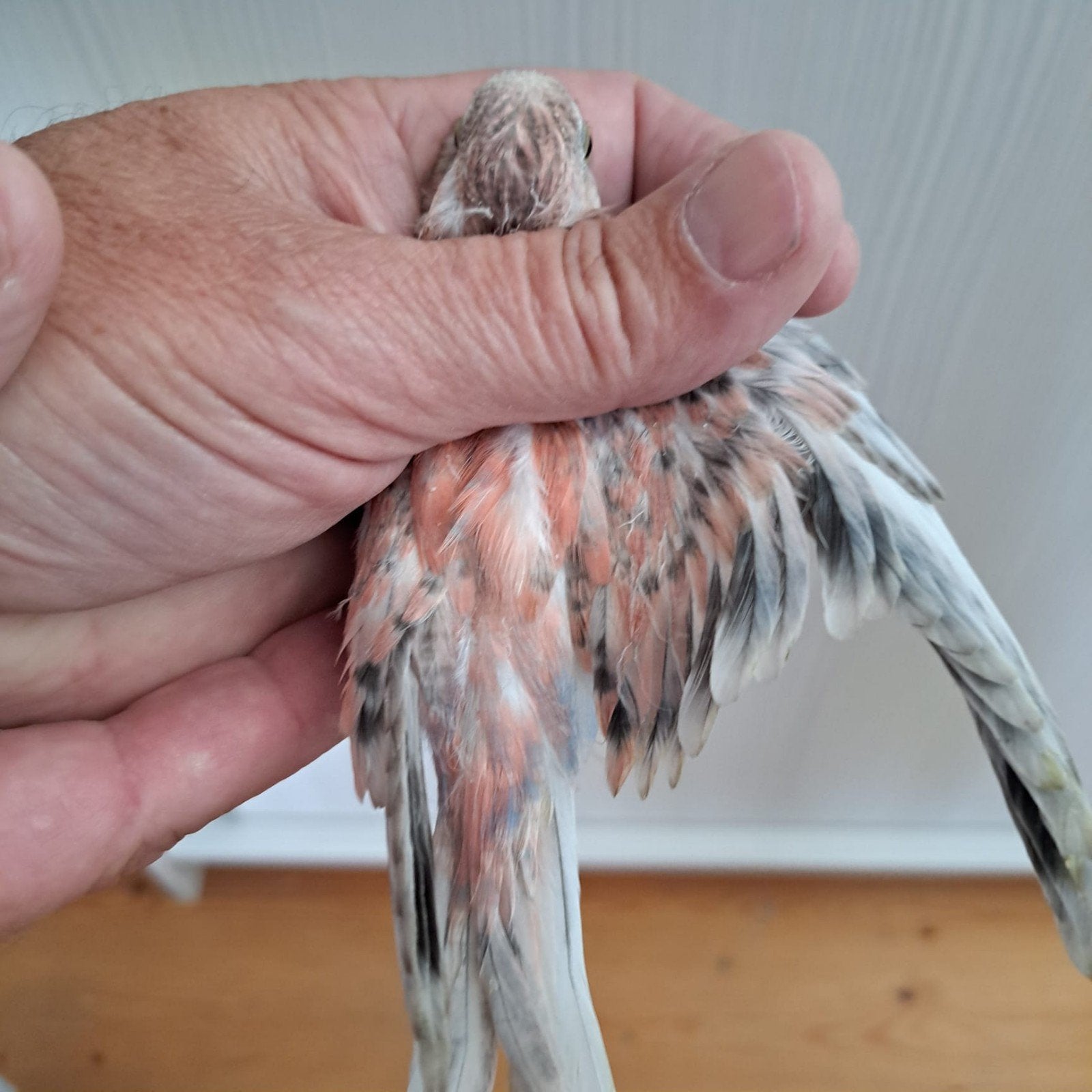 bourkes parkiet gezoomt, Dieren en Toebehoren, Parkiet