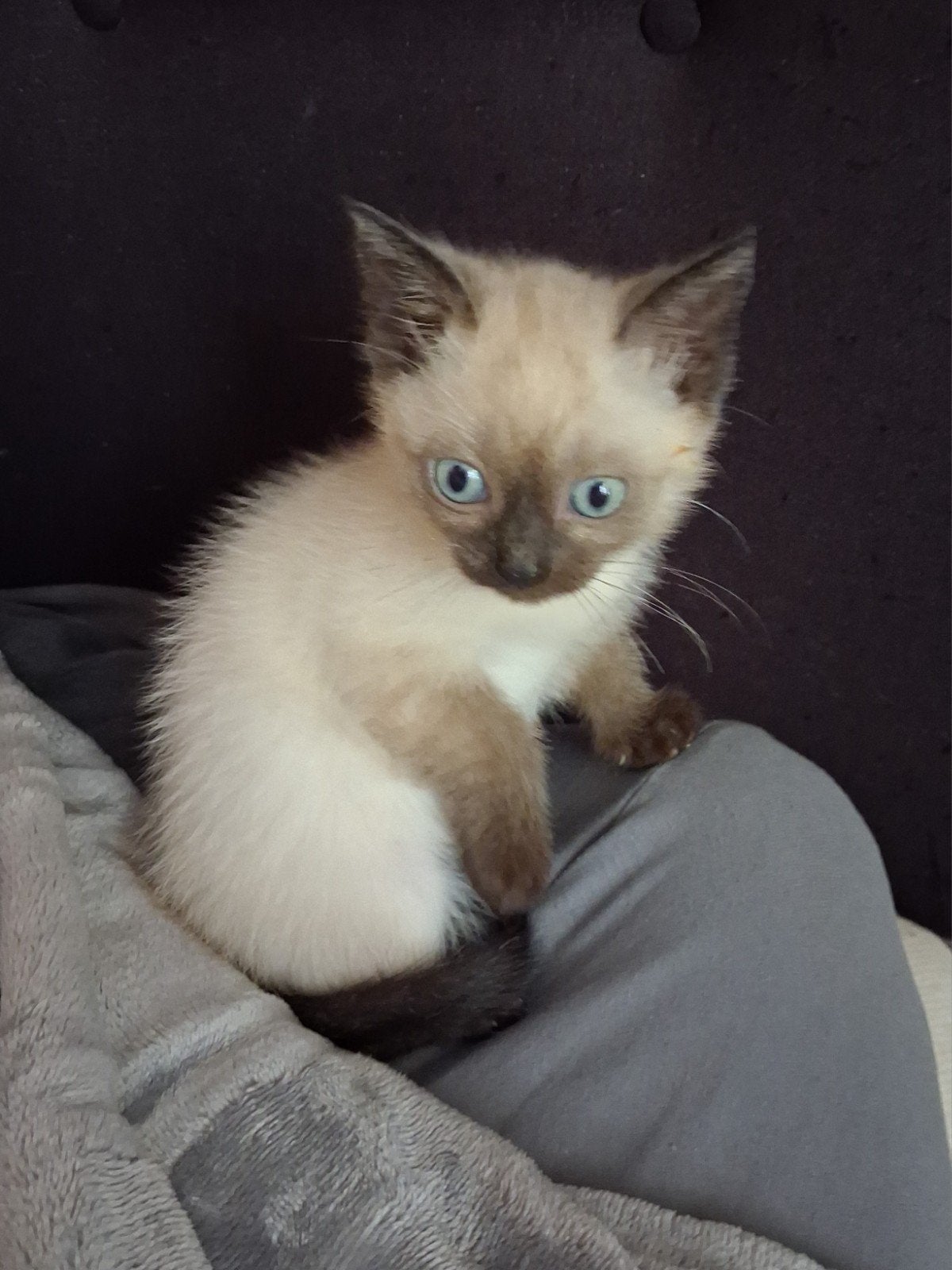 thai sealpoint siamees kittens, Meerdere dieren, Ontwormd, 0 tot 2 jaar
