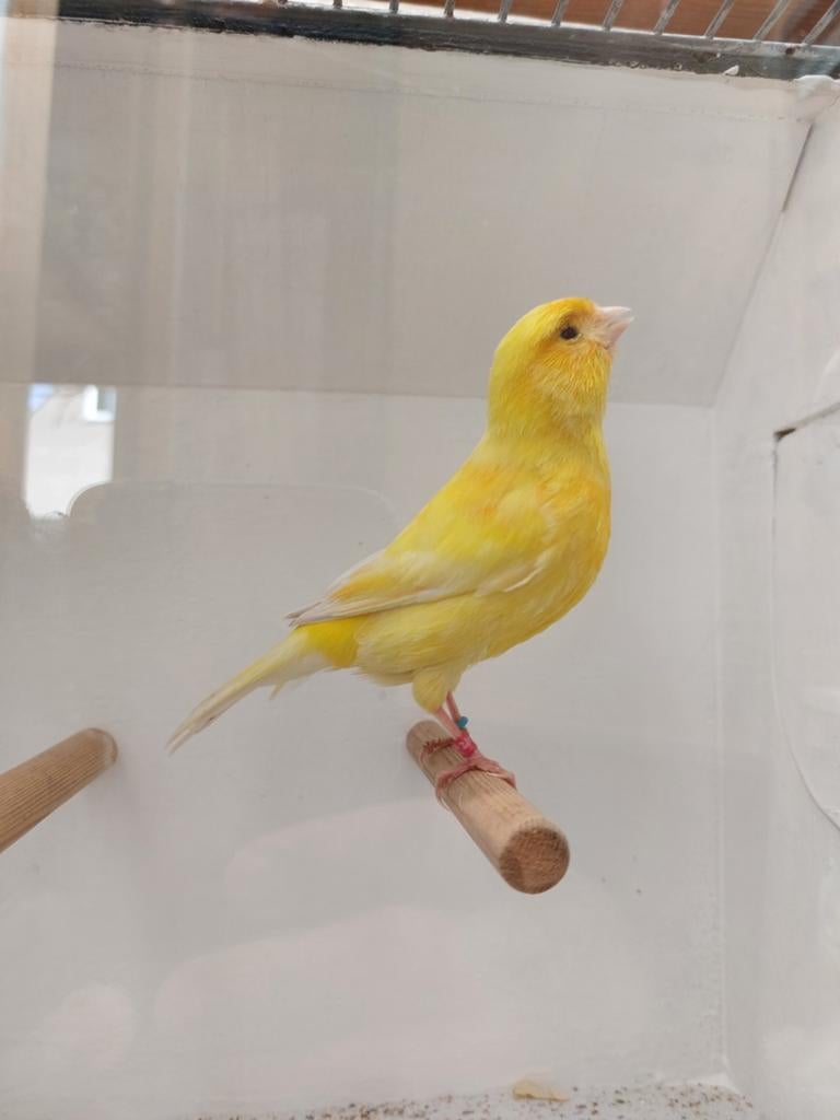 Forse gele kanarie man, Dieren en Toebehoren, Vogels | Kanaries, Mannelijk, Kleurkanarie