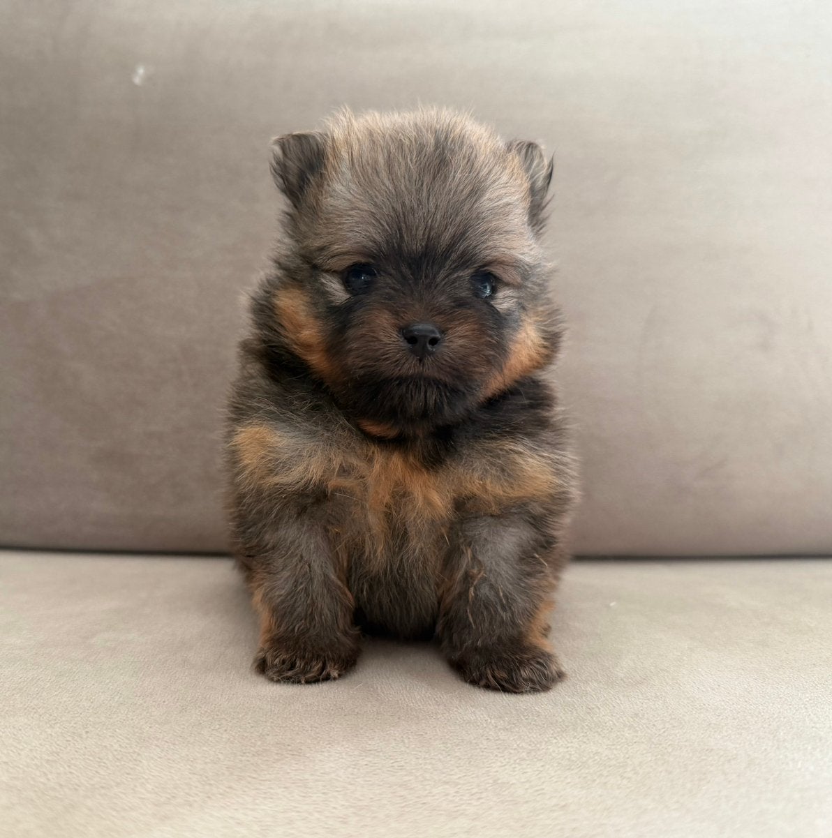 Nederlands nestje Pomeriaan / Pomeranian reutjes te koop, Dieren en Toebehoren, Parvo, Keeshond, Reu, 8 tot 15 weken