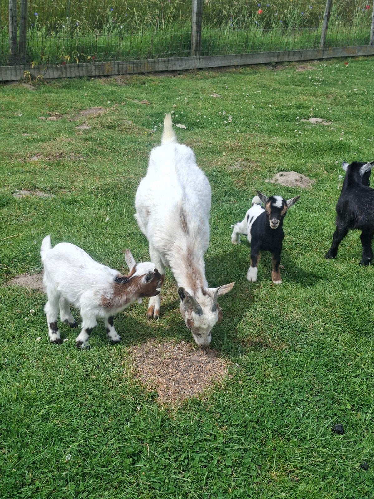 Dwerggeit met 2 jongen, Meerdere dieren, Geit