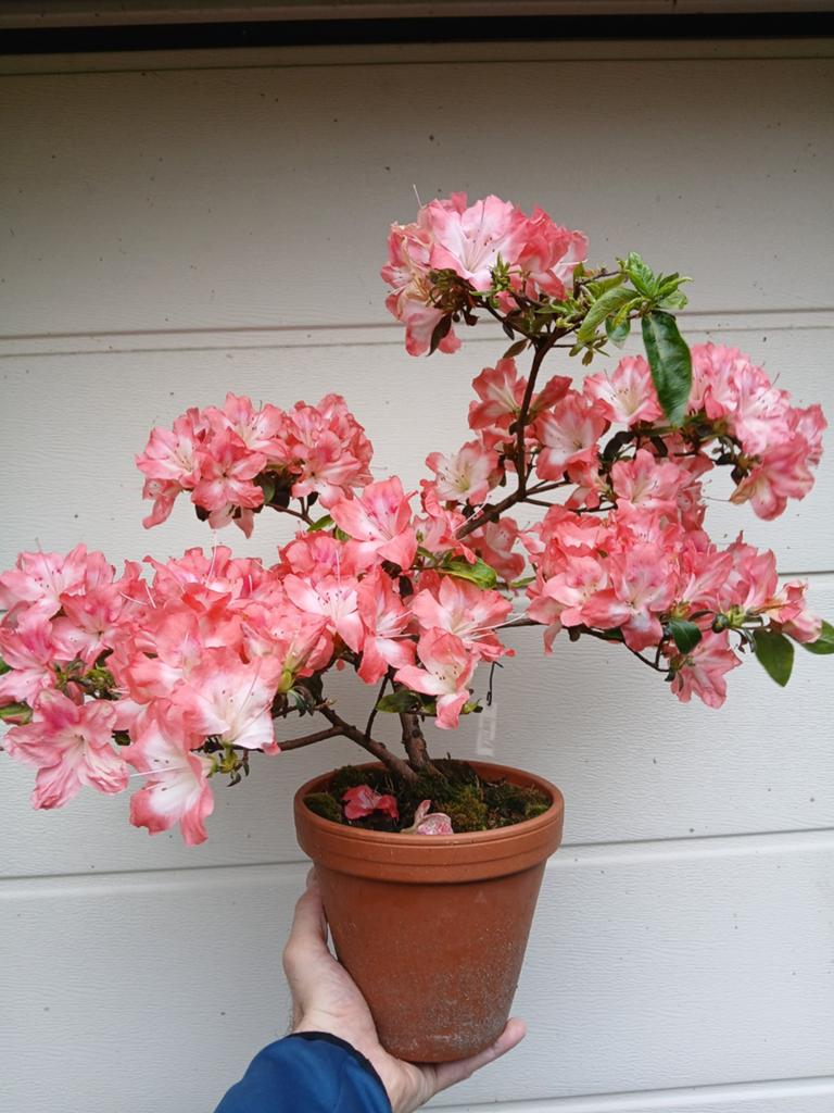 Satsuki 'kinpai' azalea pre bonsai, Ophalen of Verzenden