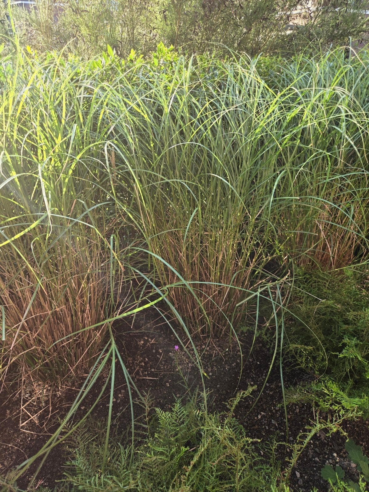 Siergrassen voor een natuurlijke tuinsfeer, Ophalen, Volle zon, Vaste plant, Siergrassen