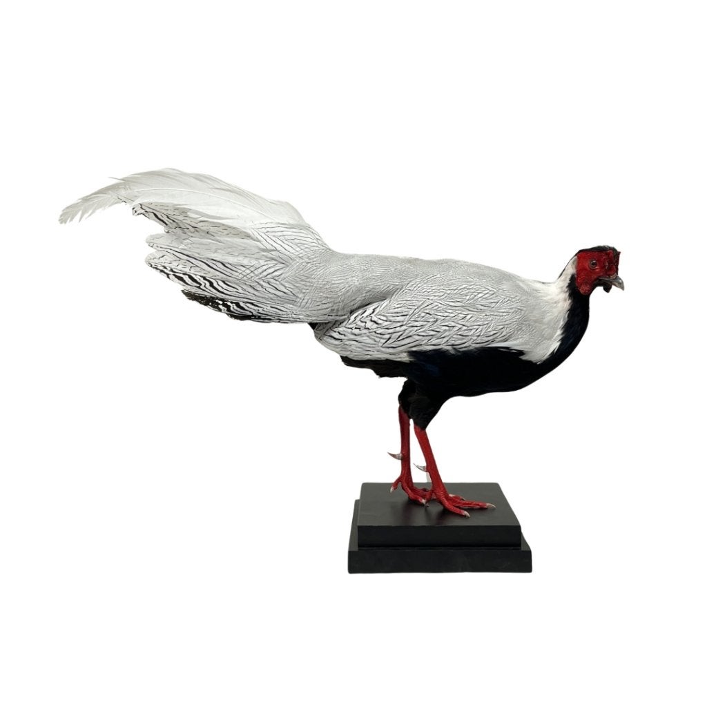 Nu te koop: Opgezette zilverfazant, Ophalen of Verzenden, Nieuw, Vogel, Opgezet dier