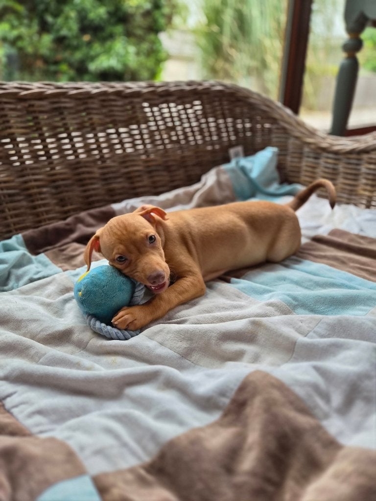 Puppy  Dwergpinscher, België, Particulier, 8 tot 15 weken, Parvo