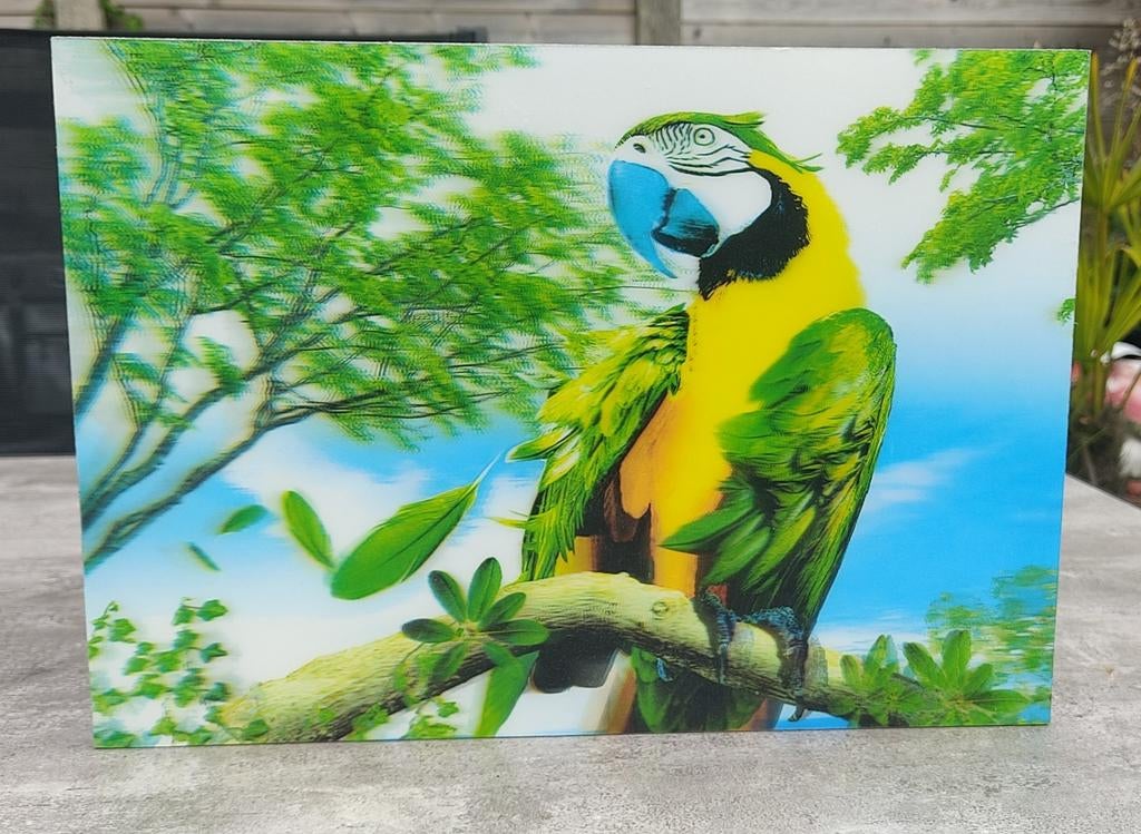 3D Papegaai Wanddecoratie, Ophalen, Hout, Gebruikt, Meerkleurig