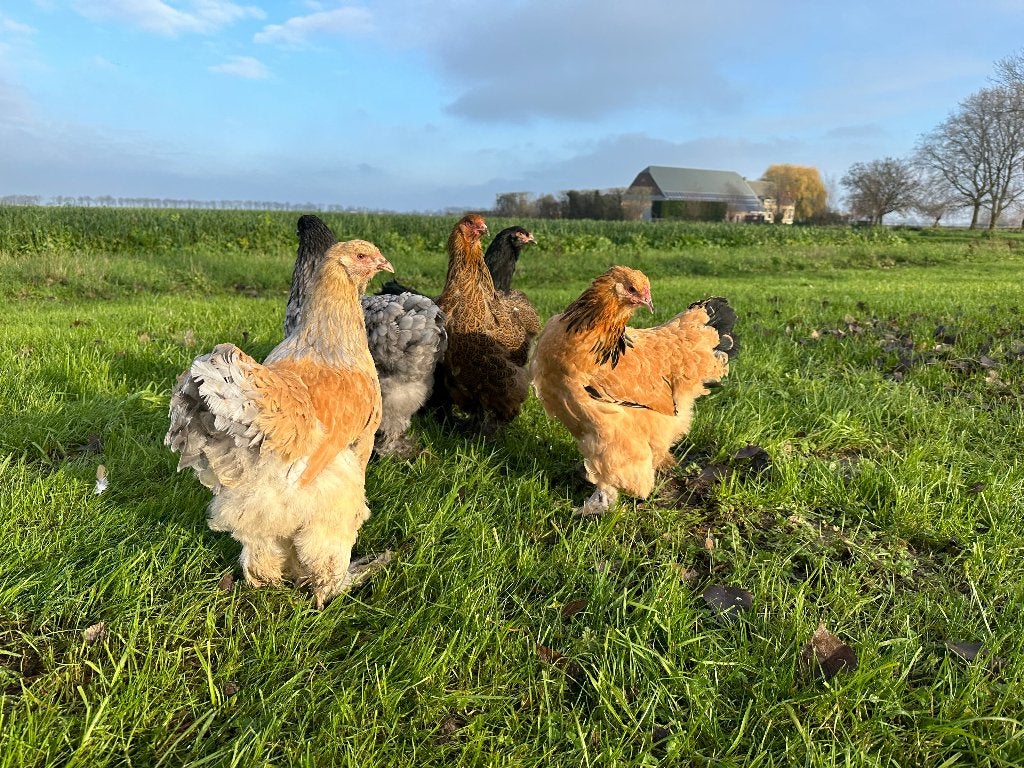 Jonge tamme Brahma kippen gesekst en ingeënt, Dieren en Toebehoren, Pluimvee, Vrouwelijk, Kip