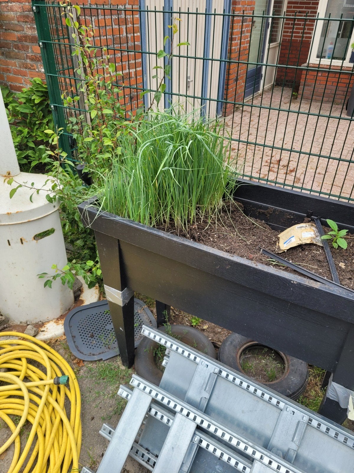 Winterprei plantjes - Vers en klaar om te planten 50 stuks, Ophalen, Volle zon, Groenteplanten, Bloeit niet