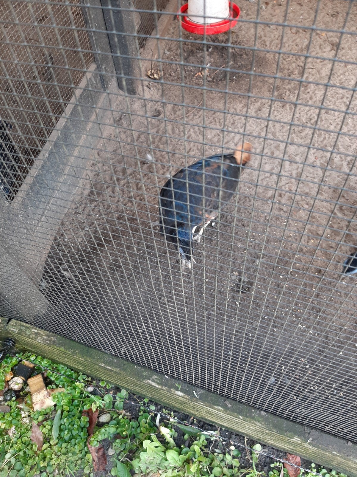Te koop koppel Borneo vuurrugfazanten '26.